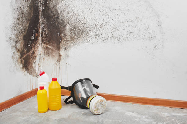 Best Mold Removal Near Me  in West Menlo Park, CA