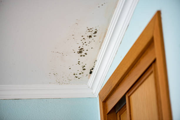Best Toxic Mold Removal  in West Menlo Park, CA