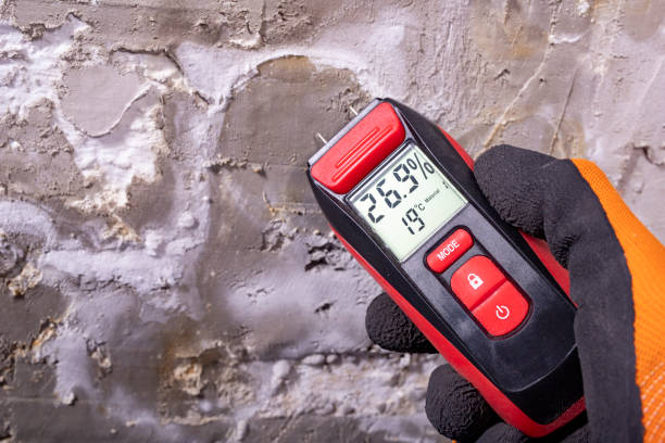 Best Same-Day Mold Removal  in West Menlo Park, CA